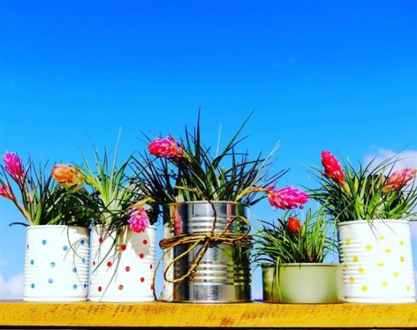 latas para plantas