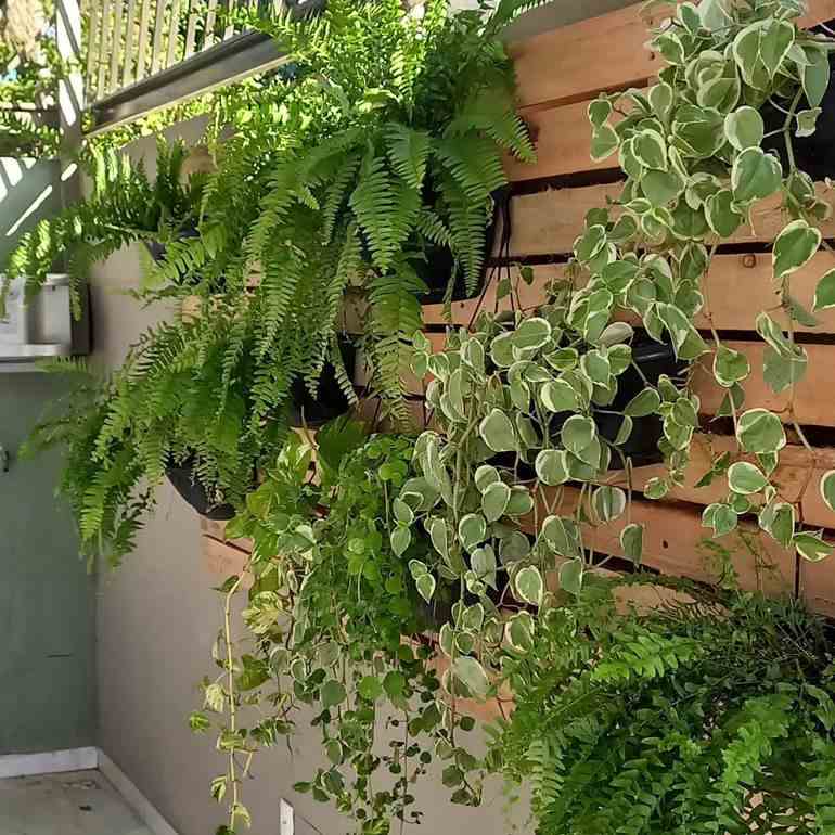 Jardim com plantas em vasos